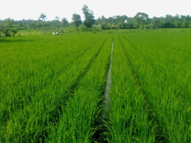 meningkatkan produksi tanaman padi dengan sistem tanam jajar legowo
