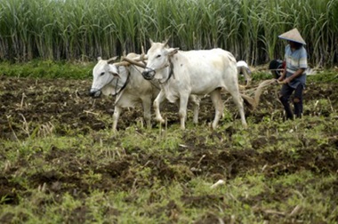 teknologi integrasi ternak sapi dengan tanaman pangan, jagung dan hortikultura